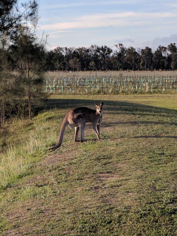Madigan Wine Country Cottages เลิฟเดล ภายนอก รูปภาพ